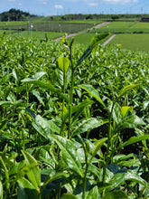 Load image into Gallery viewer, ENERGIZE Japanese Matcha Fruit and Nut Bites
